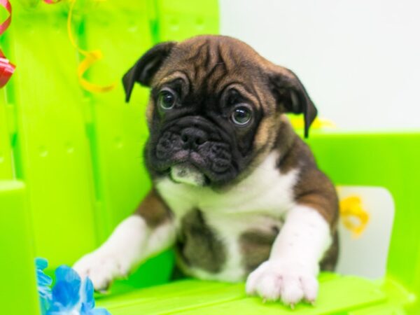 Miniature Bulldog DOG Male Dark Sable w/White Front Legs 15281 Petland Wichita, Kansas