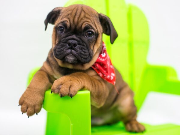 Miniature Bulldog DOG Male Dark Sable w/White On Chest 15280 Petland Wichita, Kansas