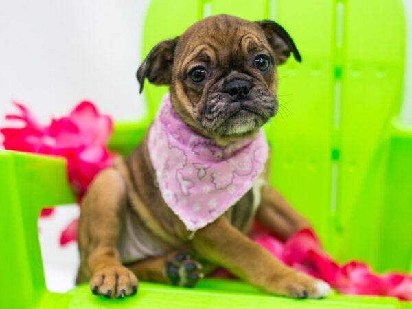 Miniature Bulldog DOG Female Phantom Fawn Merle 15278 Petland Wichita, Kansas