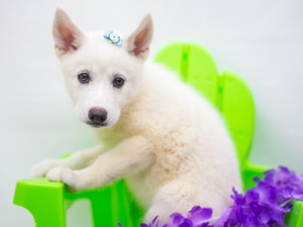 Huskimo DOG Female White 15277 Petland Wichita, Kansas