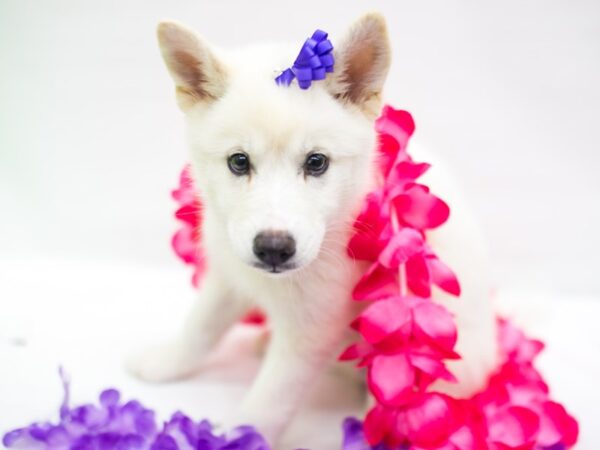 Huskimo DOG Female White 15276 Petland Wichita, Kansas