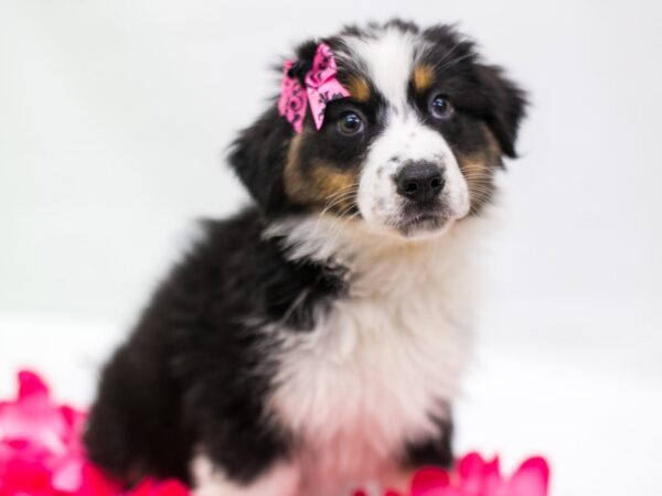 Australian Shepherd DOG Female Black Tri 15275 Petland Wichita, Kansas