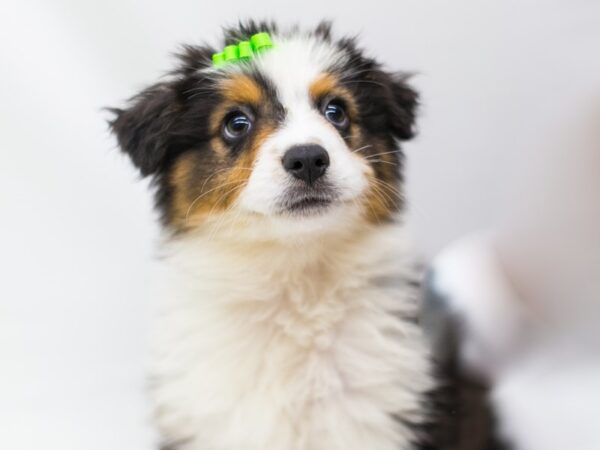 Australian Shepherd DOG Female Black Tri 15274 Petland Wichita, Kansas