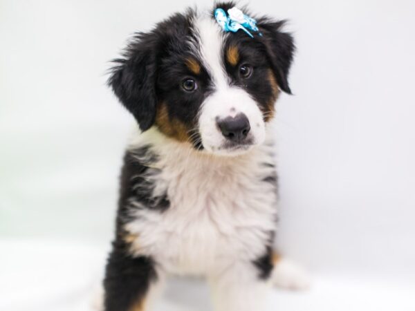 Australian Shepherd DOG Female Black Tri 15273 Petland Wichita, Kansas