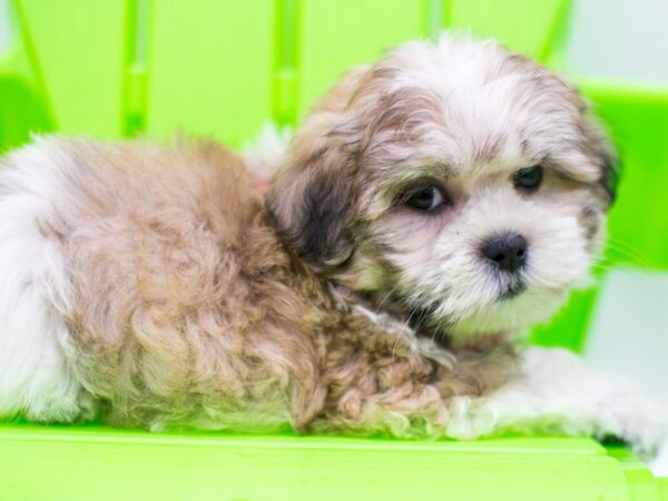 Mal-Shi-DOG-Male-Gold and White-15272-Petland Wichita, Kansas