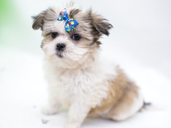 Mal-Shi-DOG-Female-Gold and White-15271-Petland Wichita, Kansas