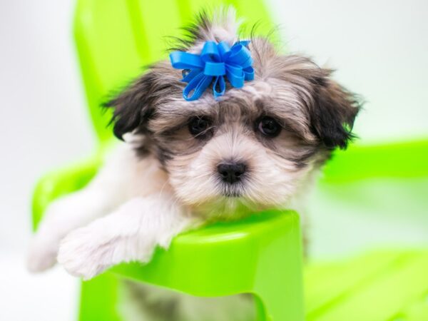 Mal-Shi-DOG-Female-Gold and White-15270-Petland Wichita, Kansas