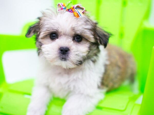 Mal-Shi-DOG-Female-Gold and White-15269-Petland Wichita, Kansas