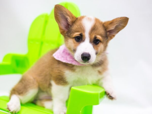 Pembroke Welsh Corgi-DOG-Female-Red & White-15268-Petland Wichita, Kansas