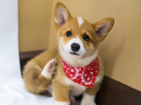 Pembroke Welsh Corgi DOG Male Red & White 15267 Petland Wichita, Kansas