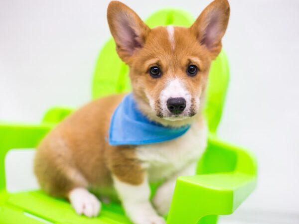 Pembroke Welsh Corgi DOG Male Red & White 15266 Petland Wichita, Kansas