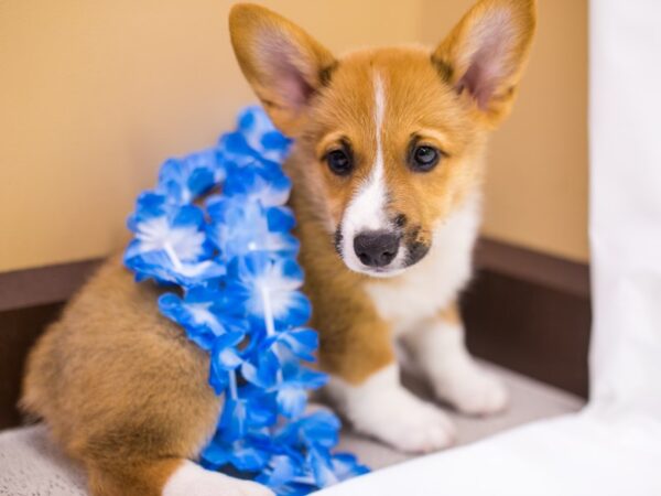 Pembroke Welsh Corgi DOG Male Red & White 15265 Petland Wichita, Kansas