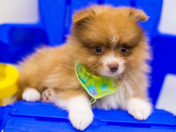 Pomeranian DOG Male Red Sable White Markings 15315 Petland Wichita, Kansas