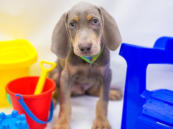 Weimeraner DOG Male Silver & Tan 15313 Petland Wichita, Kansas