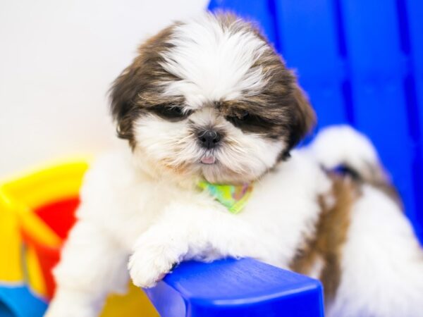 Shih Tzu-DOG-Male-Brindle & White-15312-Petland Wichita, Kansas