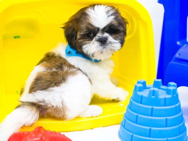 Shih Tzu DOG Male Brindle & White 15311 Petland Wichita, Kansas