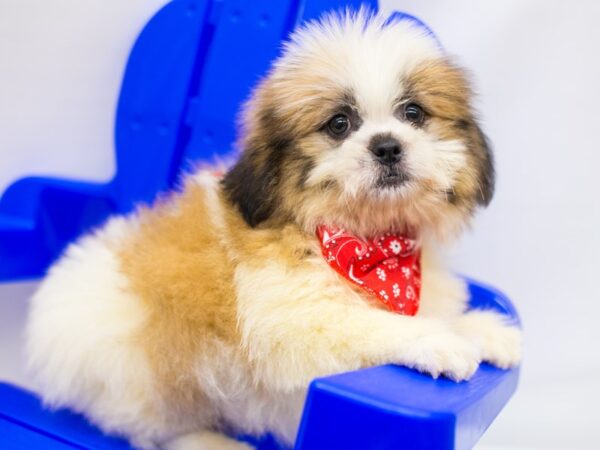 Shih Pom-DOG-Male-Brown & White Brindle-15310-Petland Wichita, Kansas