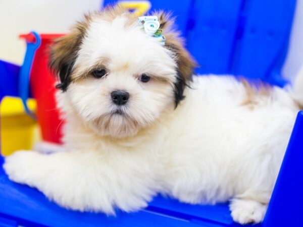 Shih Tzu-DOG-Female-Brindle & White-15309-Petland Wichita, Kansas