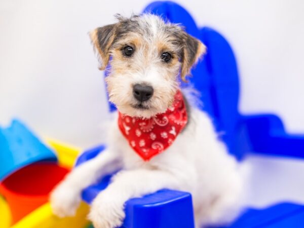 Wire Fox Terrier DOG Male White, Black, Tan 15308 Petland Wichita, Kansas