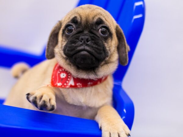 2nd Gen Puggle-DOG-Male-fawn-15307-Petland Wichita, Kansas