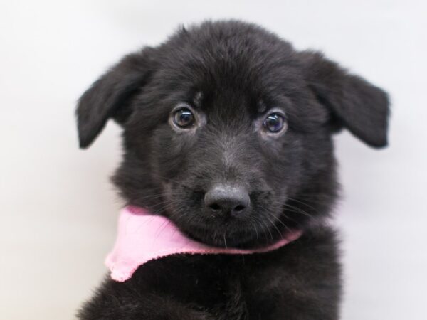 German Shepherd-DOG-Female-Black-15306-Petland Wichita, Kansas