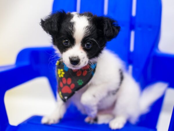 Rat Terrier Mix-DOG-Male-Black & White-15305-Petland Wichita, Kansas