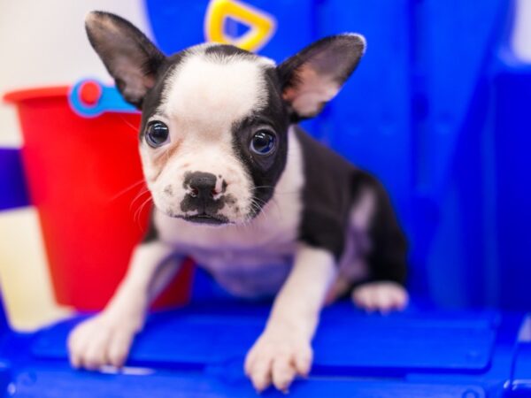 Boston Terrier-DOG-Male-Black & White-15304-Petland Wichita, Kansas