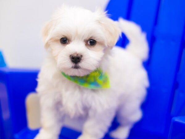 Maltese DOG Male White 15303 Petland Wichita, Kansas