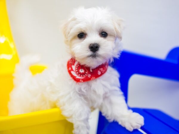 Maltese DOG Male White 15302 Petland Wichita, Kansas