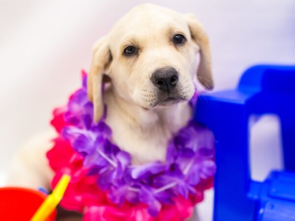 English Labrador Retriever-DOG-Female-Yellow-15301-Petland Wichita, Kansas