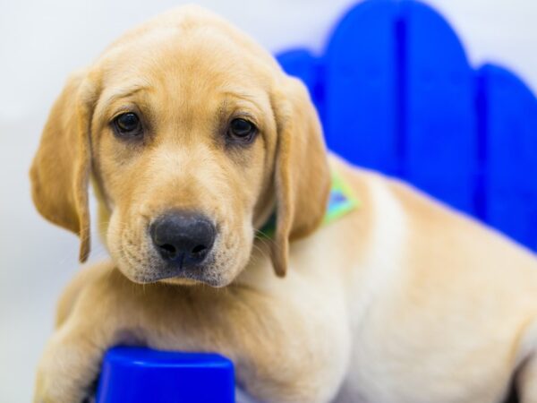English Labrador Retriever-DOG-Male-Yellow-15300-Petland Wichita, Kansas