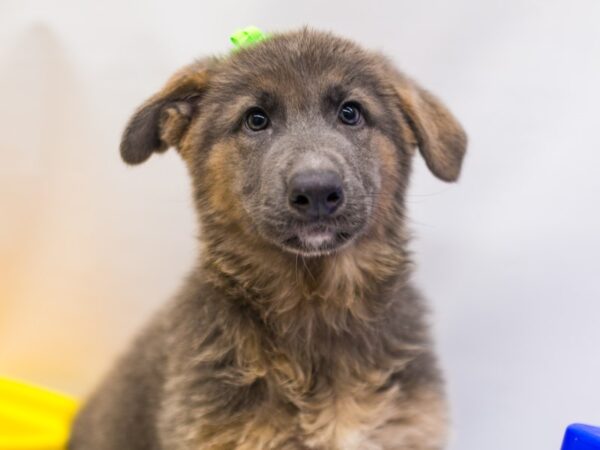 German Shepherd DOG Female Blue 15299 Petland Wichita, Kansas