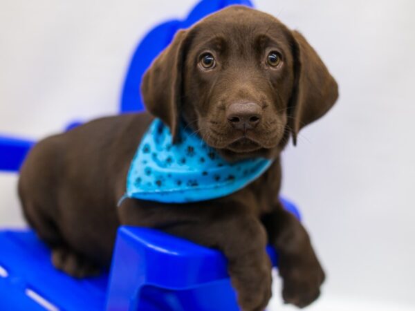 English Labrador Retriever-DOG-Male-Chocolate-15298-Petland Wichita, Kansas