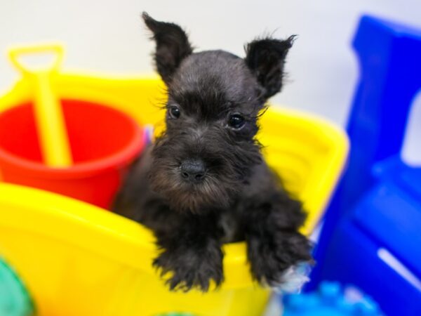 Miniature Schnauzer-DOG-Male-Black-15297-Petland Wichita, Kansas