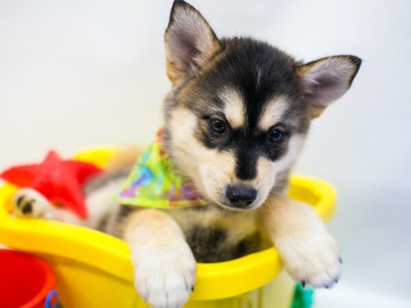 Pomsky DOG Male Black & White 15296 Petland Wichita, Kansas