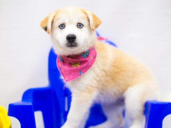 Pomsky DOG Female Red & White 15295 Petland Wichita, Kansas