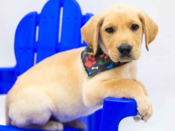 English Labrador Retriever DOG Male Yellow 15317 Petland Wichita, Kansas