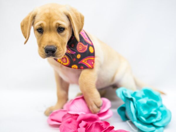 English Labrador Retriever DOG Female Yellow 15318 Petland Wichita, Kansas