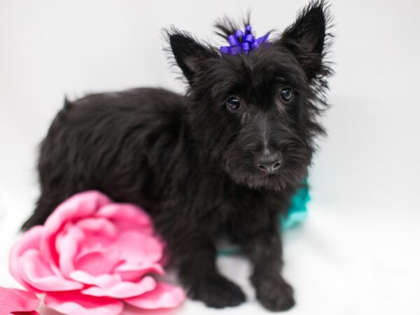 Scottish Terrier DOG Female Black 15320 Petland Wichita, Kansas