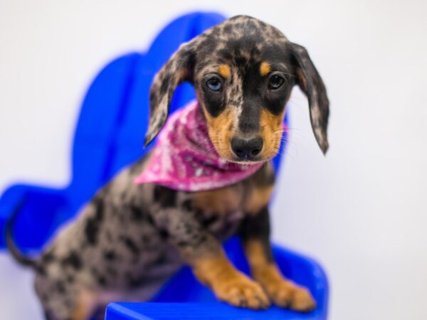 Miniature Dachshund DOG Female Silver Dapple (one blue eye) & Tan 15321 Petland Wichita, Kansas