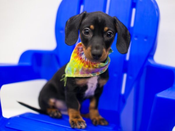 Miniature Dachshund DOG Male Black & Tan 15322 Petland Wichita, Kansas