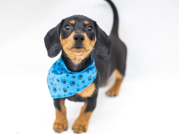 Miniature Dachshund DOG Male Black & Tan 15323 Petland Wichita, Kansas