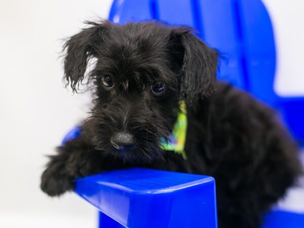 Scottie Poo-DOG-Male-Black-15324-Petland Wichita, Kansas