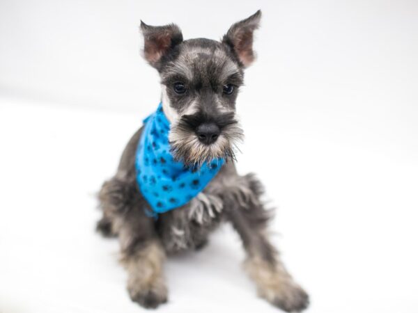 Miniature Schnauzer DOG Male Salt & Pepper 15325 Petland Wichita, Kansas