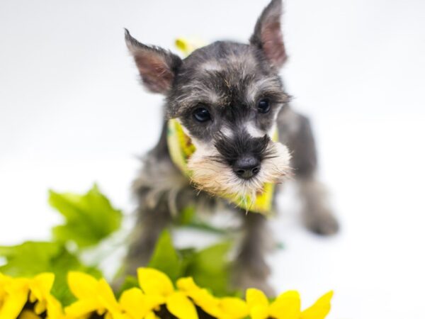 Miniature Schnauzer DOG Female Salt & Pepper 15326 Petland Wichita, Kansas