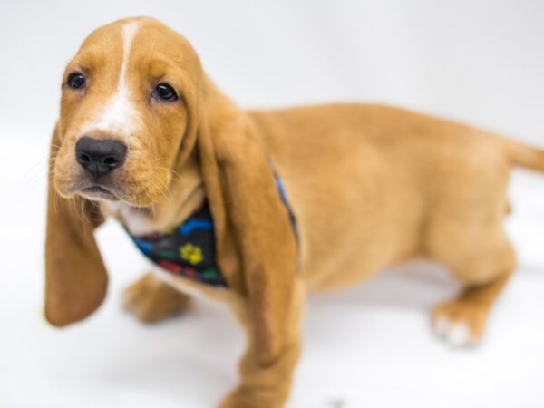 Basset Hound DOG Male Red & White 15327 Petland Wichita, Kansas