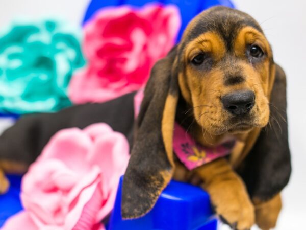 Basset Hound DOG Female Black & Tan 15328 Petland Wichita, Kansas