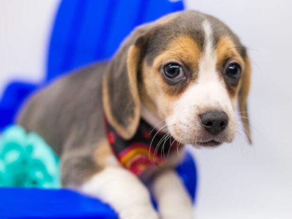 Beagle DOG Female Blue Tri 15329 Petland Wichita, Kansas