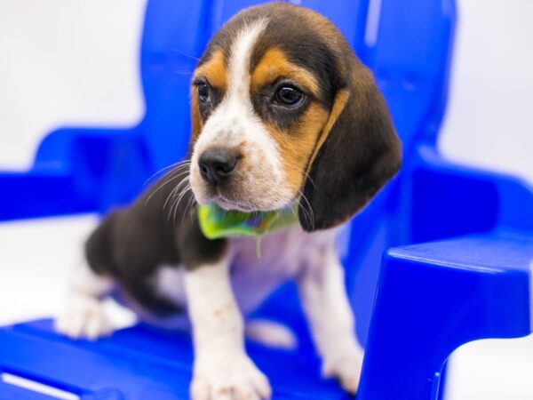 Beagle DOG Male Black Tri 15330 Petland Wichita, Kansas