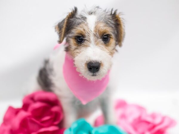 Wire Fox Terrier DOG Female Tri 15331 Petland Wichita, Kansas